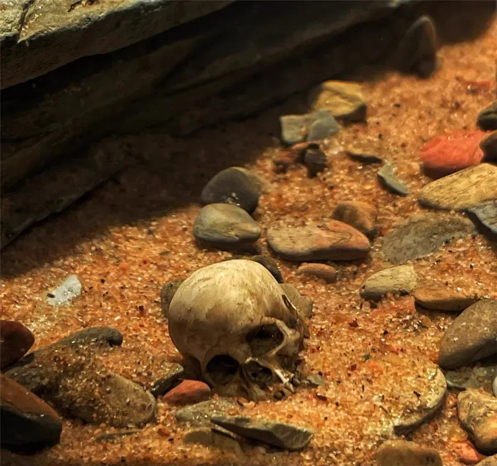 High Quality 1:12 Skeleton Miniatures Figurines Skull Miniature Model for Halloween Home Dollhouse Plant Fish Tank Decoration